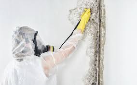 Forensic Mold Investigation in Harvey, IL